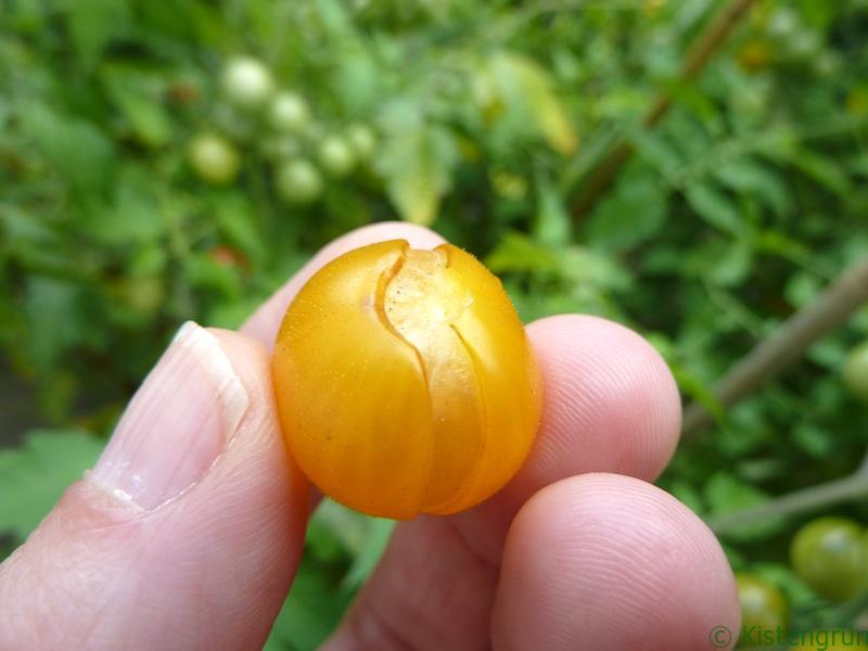 die Tomaten platzen auf. :-( Besonders die Golden Currant. Gott sei Dank schmecken sie trotzdem, allerdings säuerlich als wenn sie bei ausreichend Sonne reifen.
