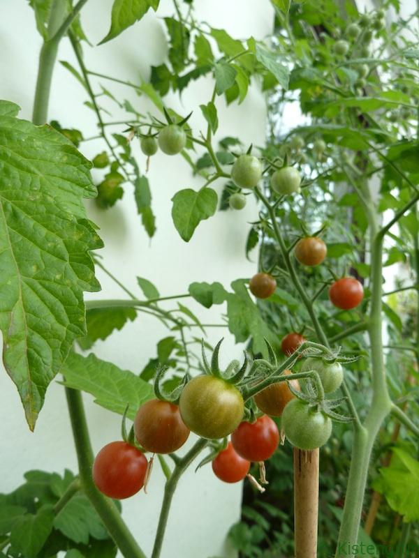 Die Tomaten auf dem Balkon sind trotz der massiven "Rodung" ebefalls zahlreich...