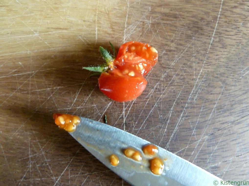 Samen von Tomaten lassen sich leicht gewinnen.