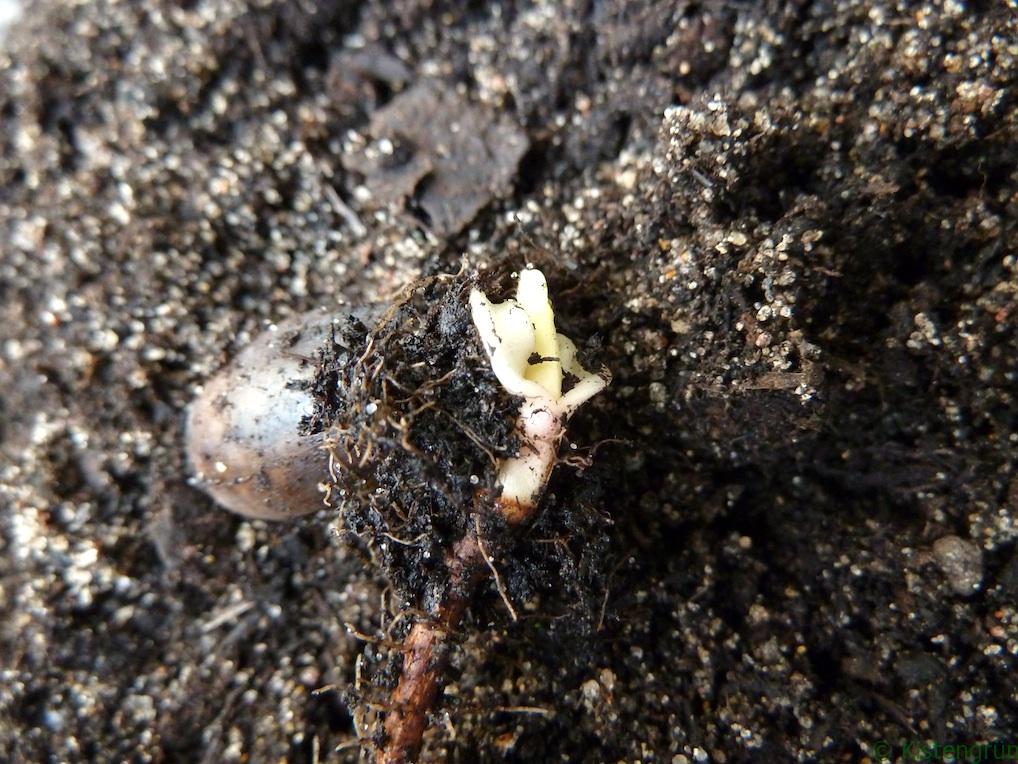 Ein Eichenspross, beim Umtopfen in entdeckt und gleich wieder eingepflanzt.