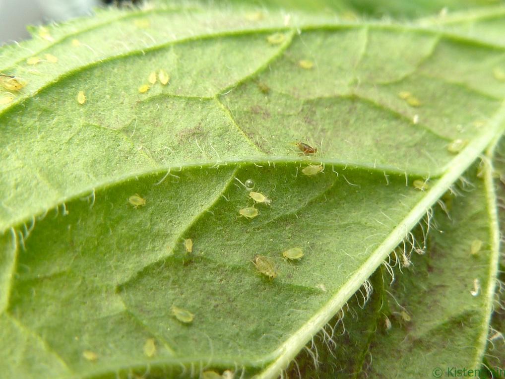 Blattläuse verstecken sich gern auf der Unterseite der Blätter.