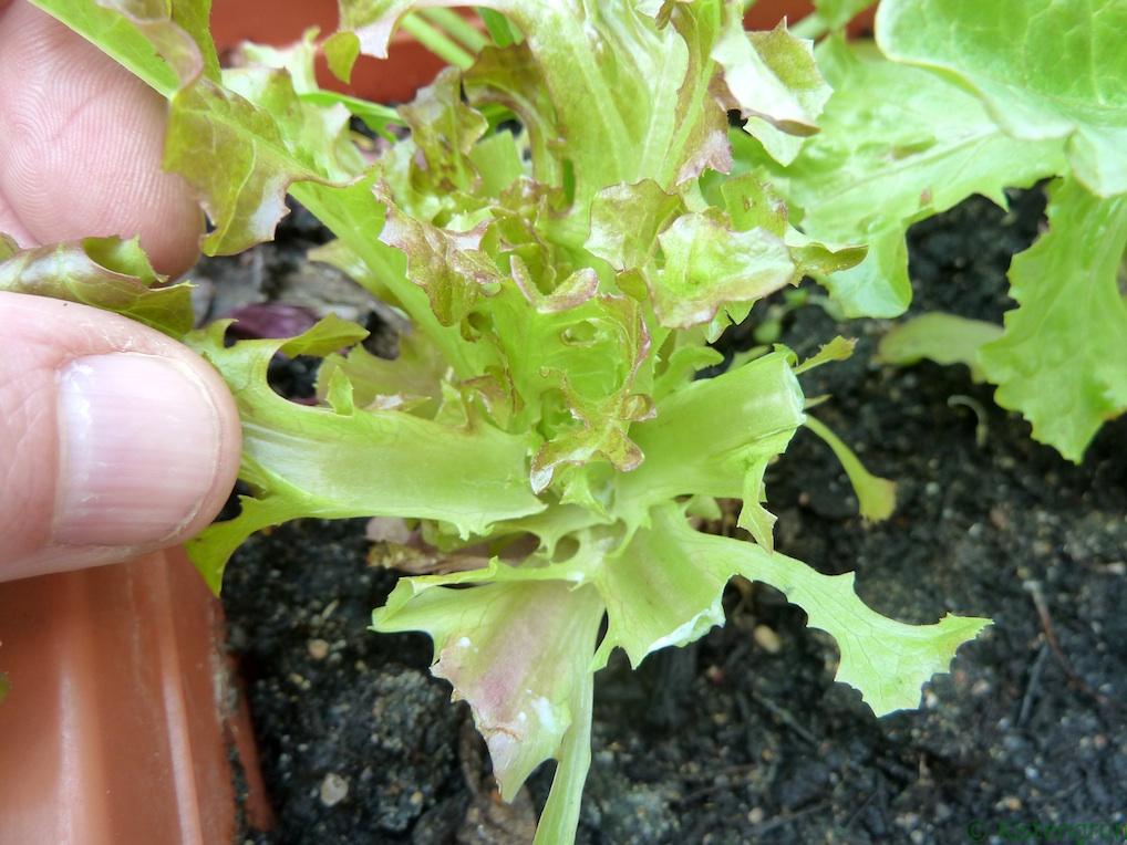 Die äußeren Blätter des Pflücksalats kann man einzeln ernten.