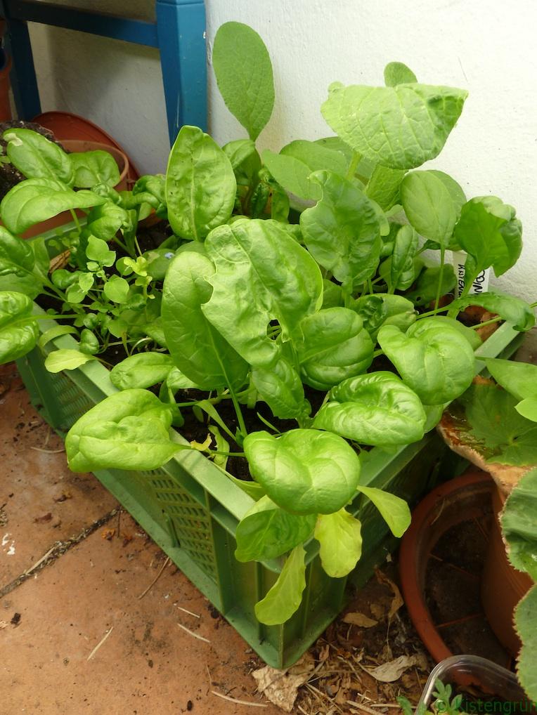 Spinat in Kiste anpflanzen