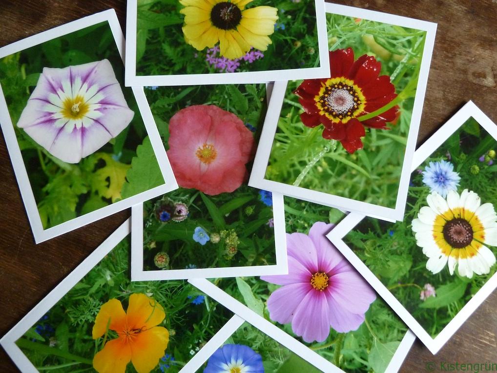 Selbstgebasltete Fotokarten mit Wildblumen